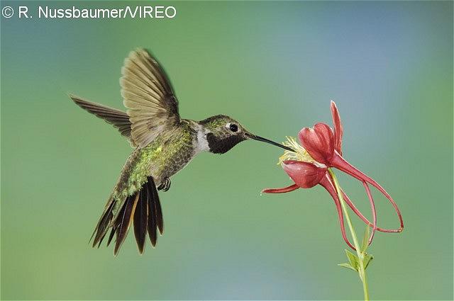 Broad-tailed Hummingbird n06-2-094.jpg